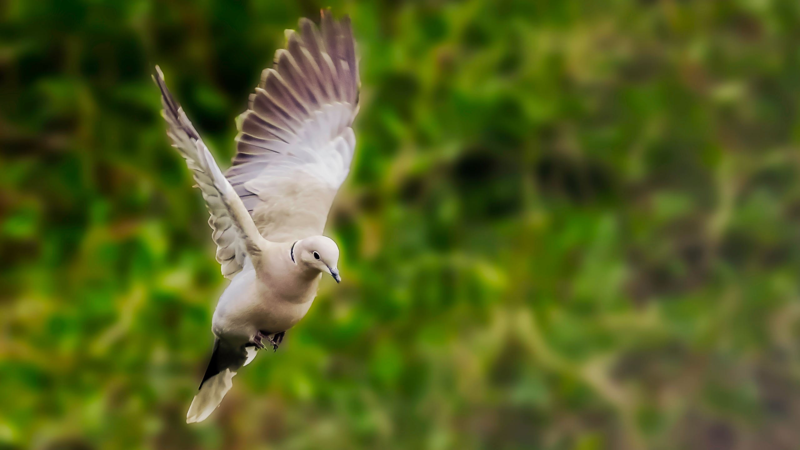 pigon take off edit copy